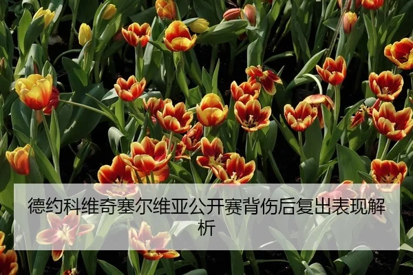 德约科维奇塞尔维亚公开赛背伤后复出表现解析
